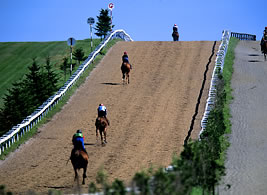 Woodchip uphill